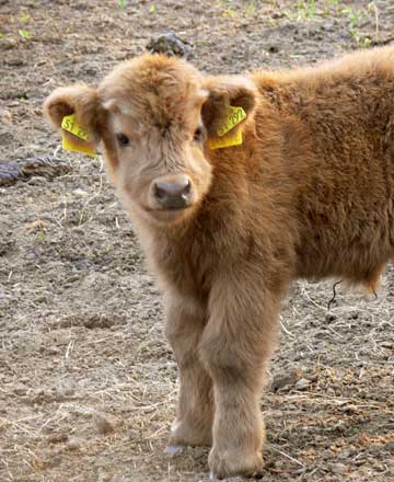 Kalb aus der Highland-Herde Ermeling