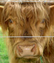 Rind der Highland-Cattle-Zucht