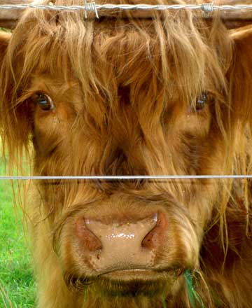 Rind der Highland-Cattle-Zucht