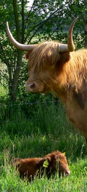 Rassemerkmale des schottischen Hochlandrindes sind Robustheit, Langlebigkeit und Gutmütigkeit