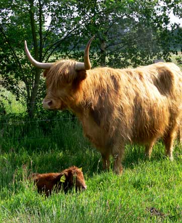 Rassemerkmale des schottischen Hochlandrindes